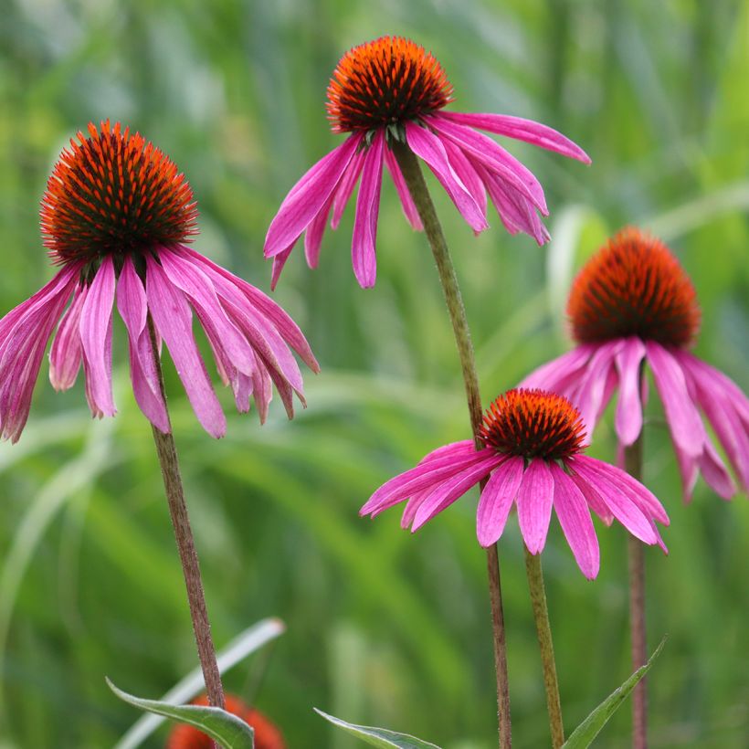 Echinacea purpurea (semillas BIO) - Equinácea (Floración)
