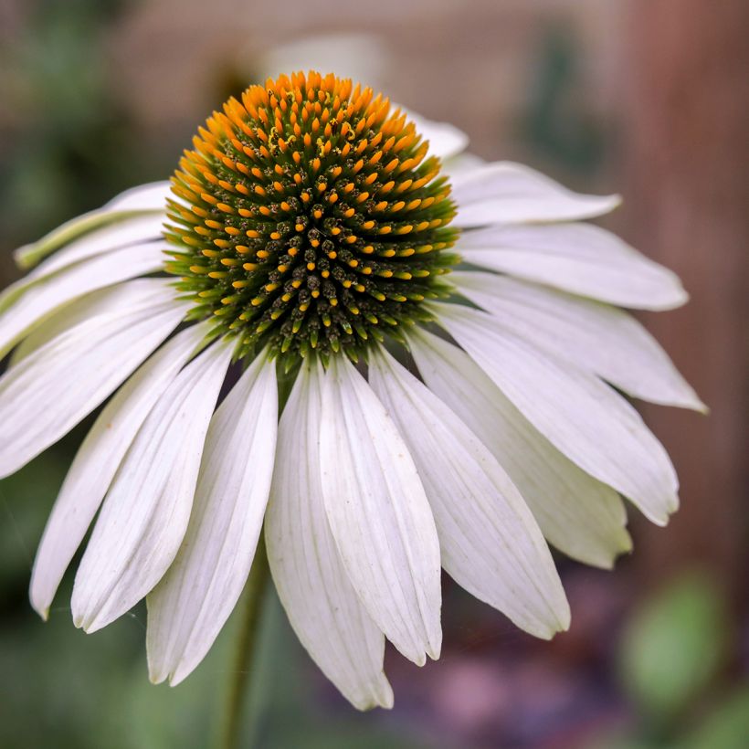 Echinacea purpurea White Swan (semillas BIO) - Equinácea (Floración)