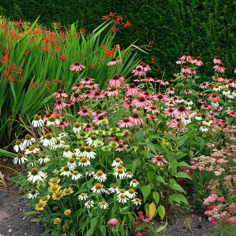 Echinacea purpurea White Swan (semillas BIO) - Equinácea (Porte)