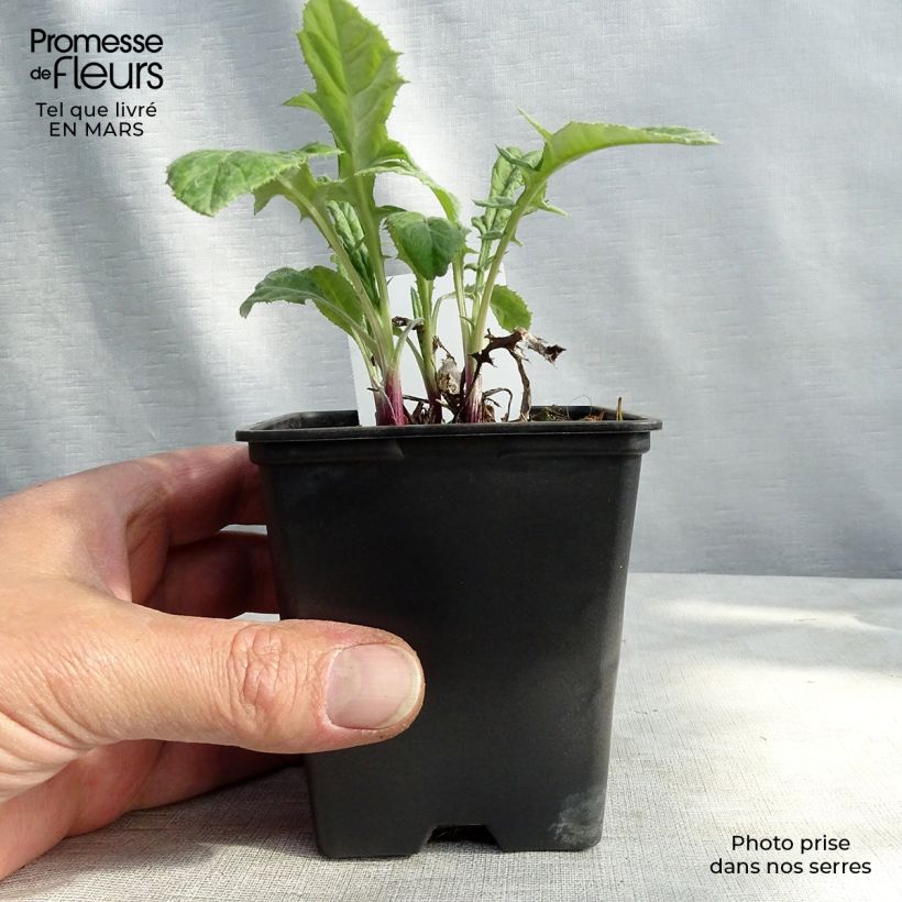 Echinops bannaticus Blue Globe - Cardo globo azul Maceta de 8/9 cm Ejemplar entregado en invierno