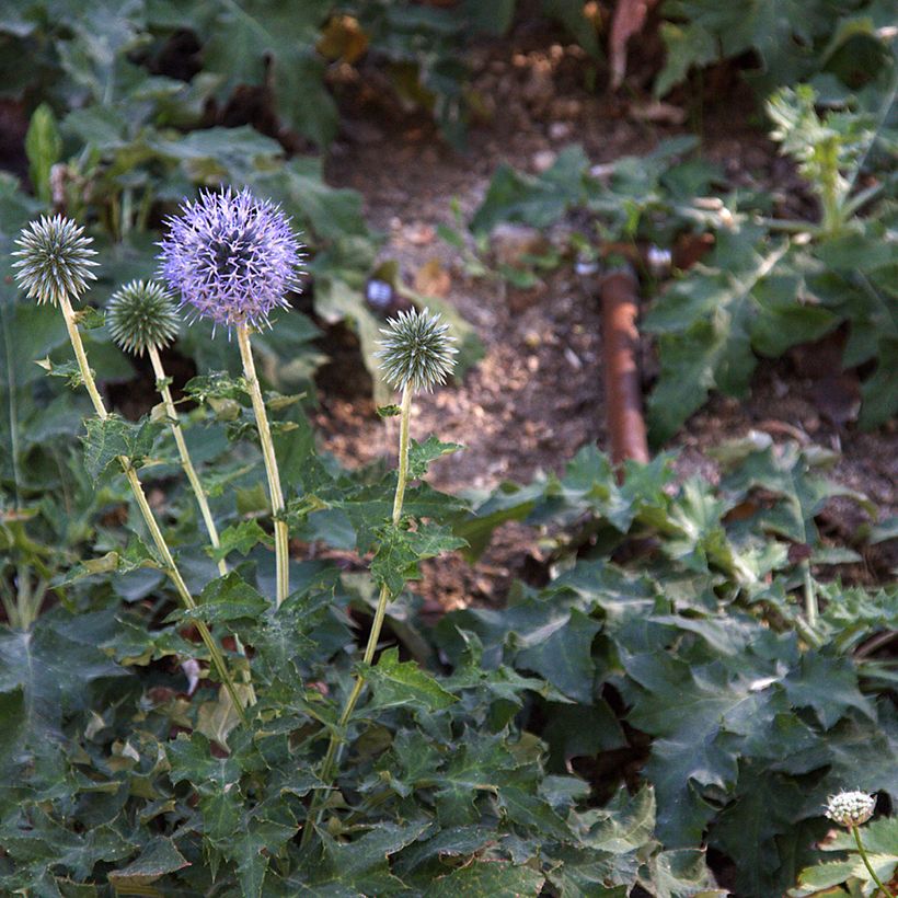 Echinops bannaticus Blue Glow - Cardo globo azul (Porte)