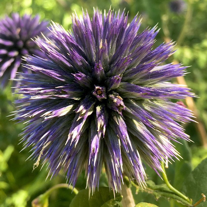 Echinops bannaticus Blue Glow - Cardo globo azul (Floración)