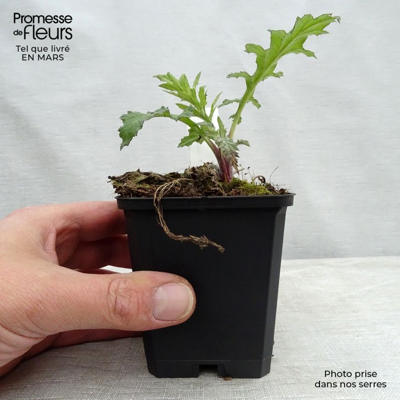 Echinops bannaticus Taplow Blue - Cardo globo azul Maceta de 8/9 cm Ejemplar entregado en invierno