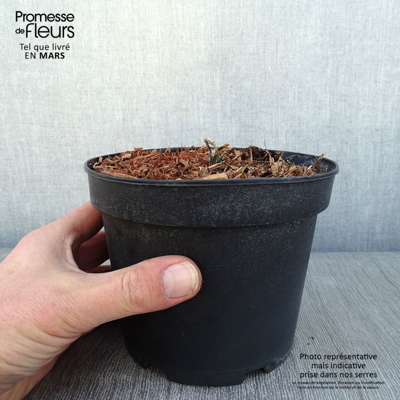 Echinops bannaticus Taplow Blue - Cardo globo azul Maceta 2L/3L Ejemplar entregado en invierno