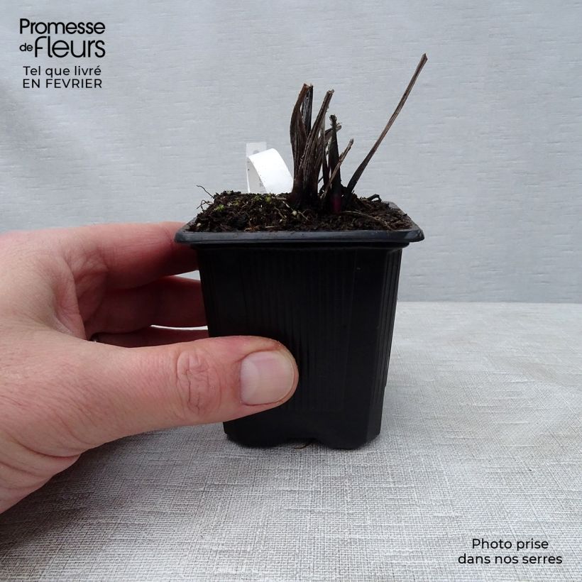 Echinops ritro Veitch’s Blue - Cardo de erizo Maceta de 8/9 cm Ejemplar entregado en invierno