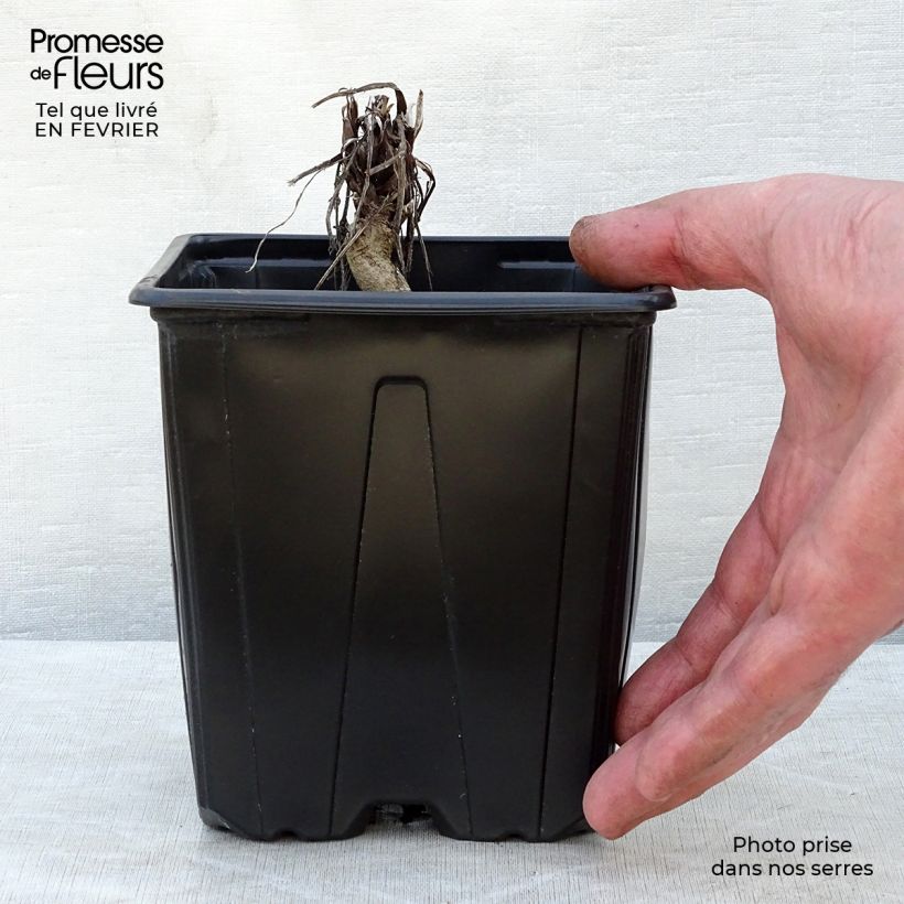 Echinops ritro Veitch’s Blue - Cardo de erizo Maceta 2L/3L Ejemplar entregado en invierno