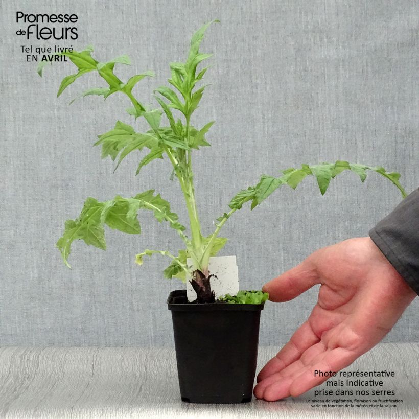 Echinops ritro Veitch’s Blue - Cardo de erizo Maceta de 8/9 cm Ejemplar entregado en la primavera