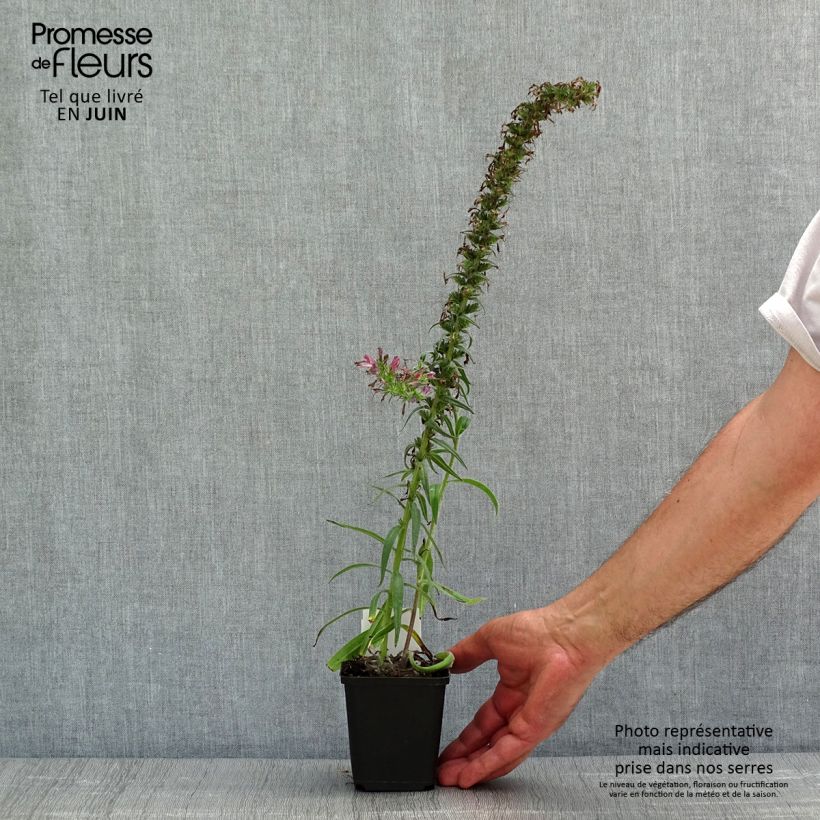 Echium amoneum Red Fathers - Tajinaste Maceta de 8/9 cm Ejemplar entregado en la primavera