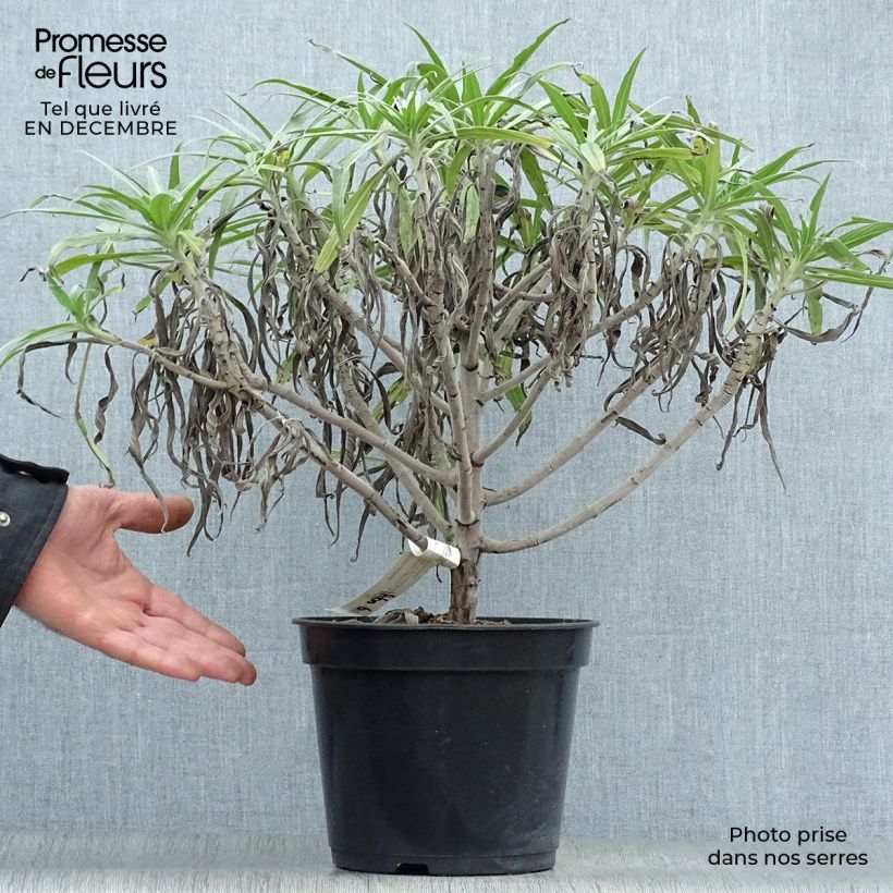 Echium candicans - Tajinaste blanco Maceta 7,5L/10L Ejemplar entregado en invierno