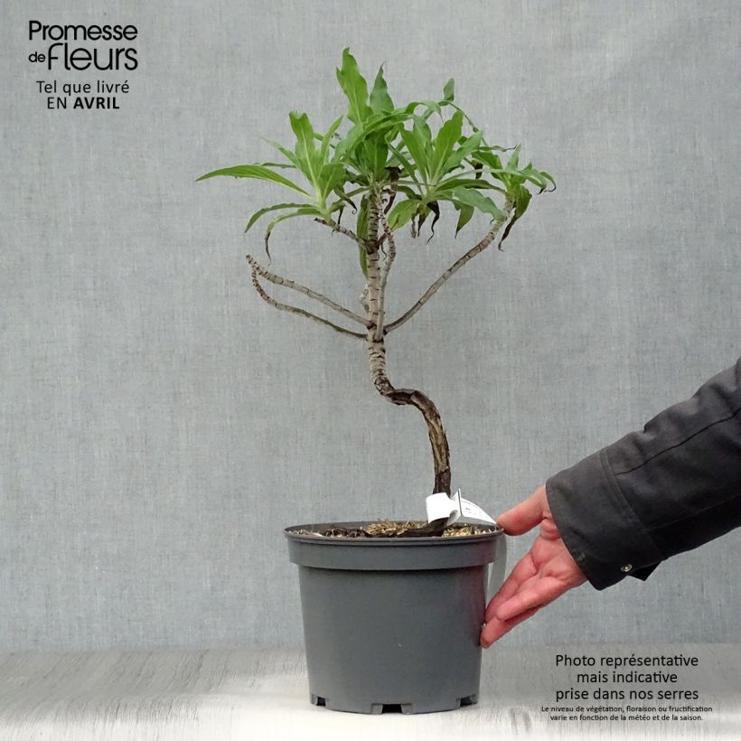 Echium candicans - Tajinaste blanco Maceta 3L/4L Ejemplar entregado en la primavera