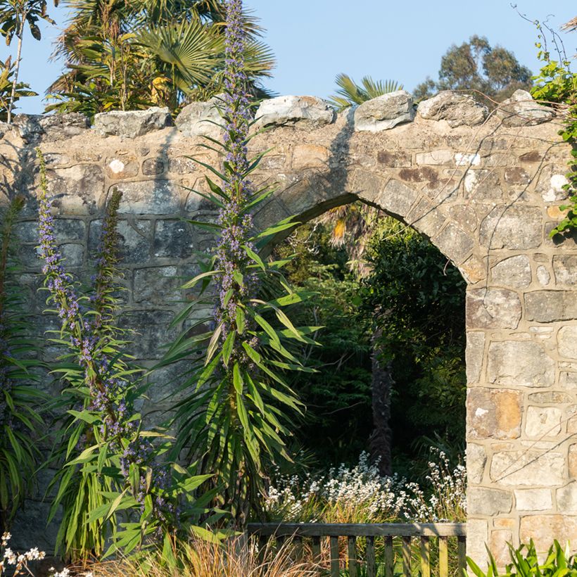 Echium pininana - Tajinaste azul (semillas) (Porte)
