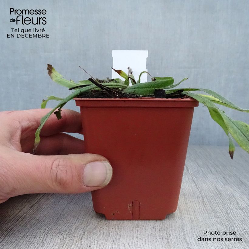 Echium russicum - Tajinaste Maceta de 8/9 cm Ejemplar entregado en invierno