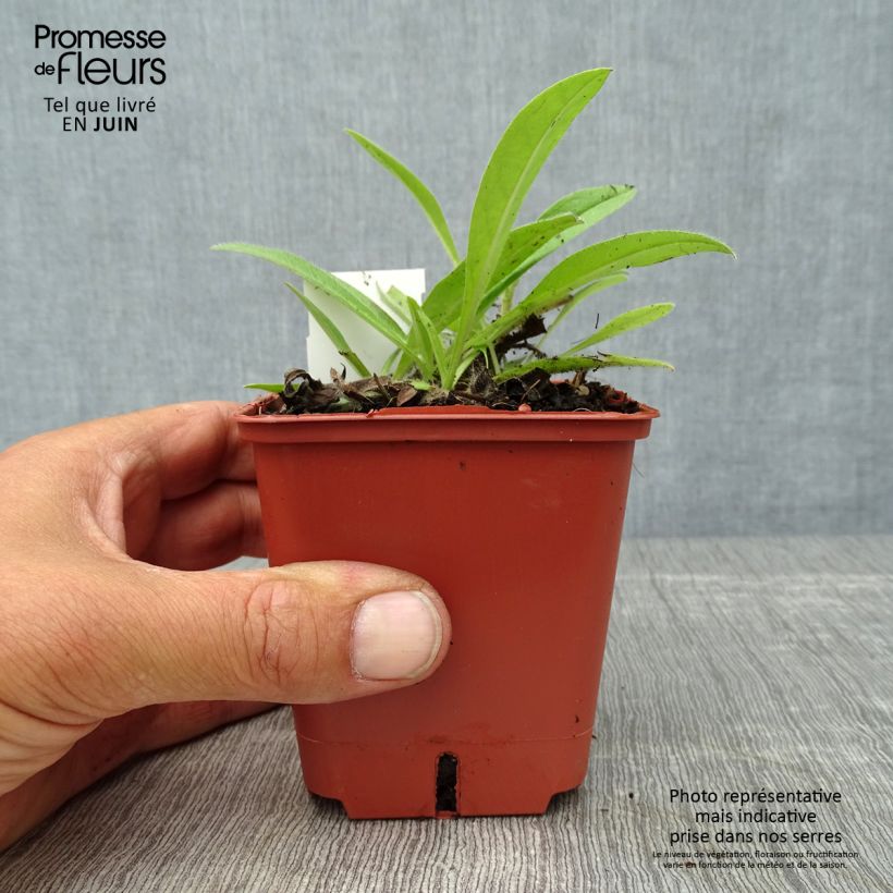 Ejemplar de Echium russicum - Tajinaste Maceta de 8/9 cm entregado en verano