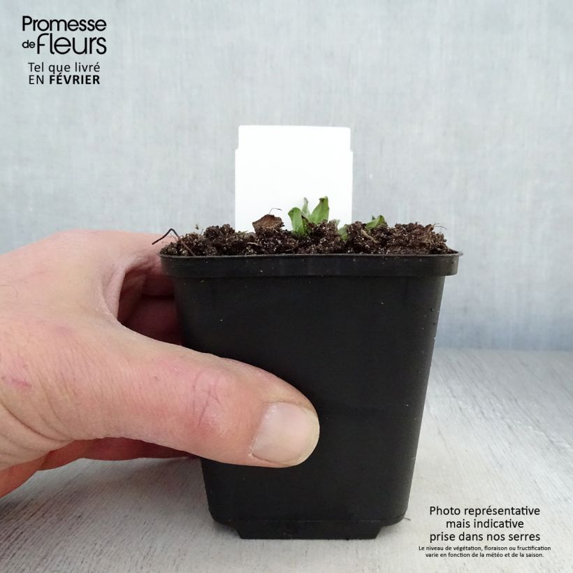 Echium vulgare Maceta de 8/9 cm Ejemplar entregado en invierno