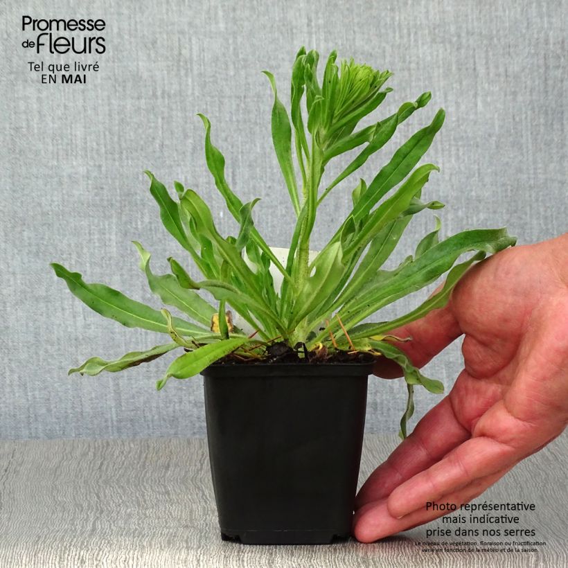 Echium vulgare Maceta de 8/9 cm Ejemplar entregado en la primavera