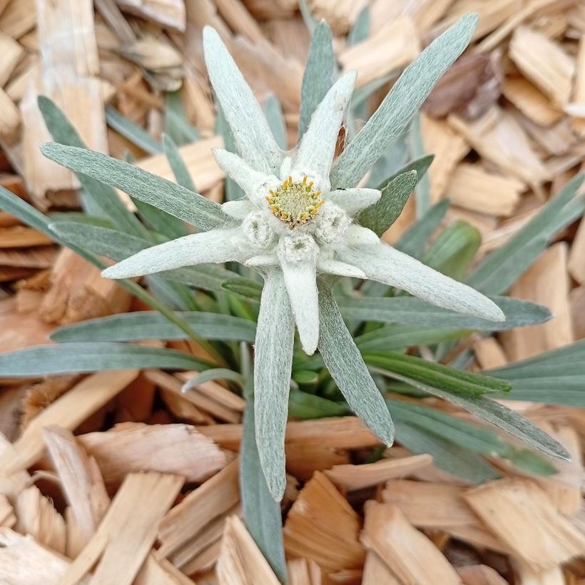 Leontopodium alpinum - Flor de las nieves (Porte)