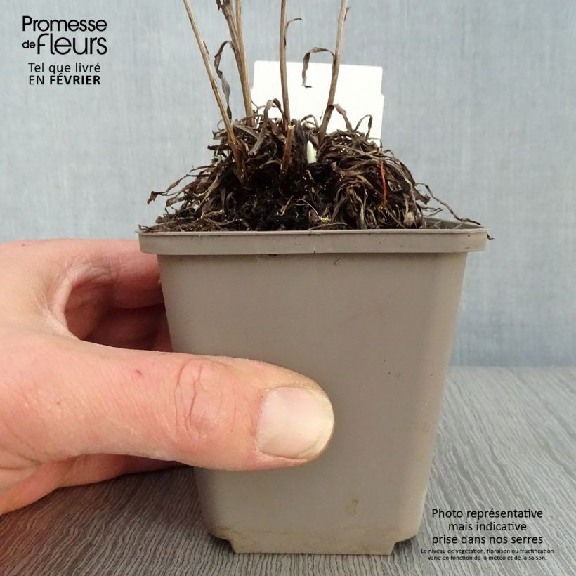 Leontopodium alpinum - Flor de las nieves Maceta de 8/9 cm Ejemplar entregado en invierno