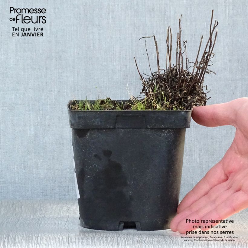 Leontopodium alpinum - Flor de las nieves Maceta 2L/3L Ejemplar entregado en invierno