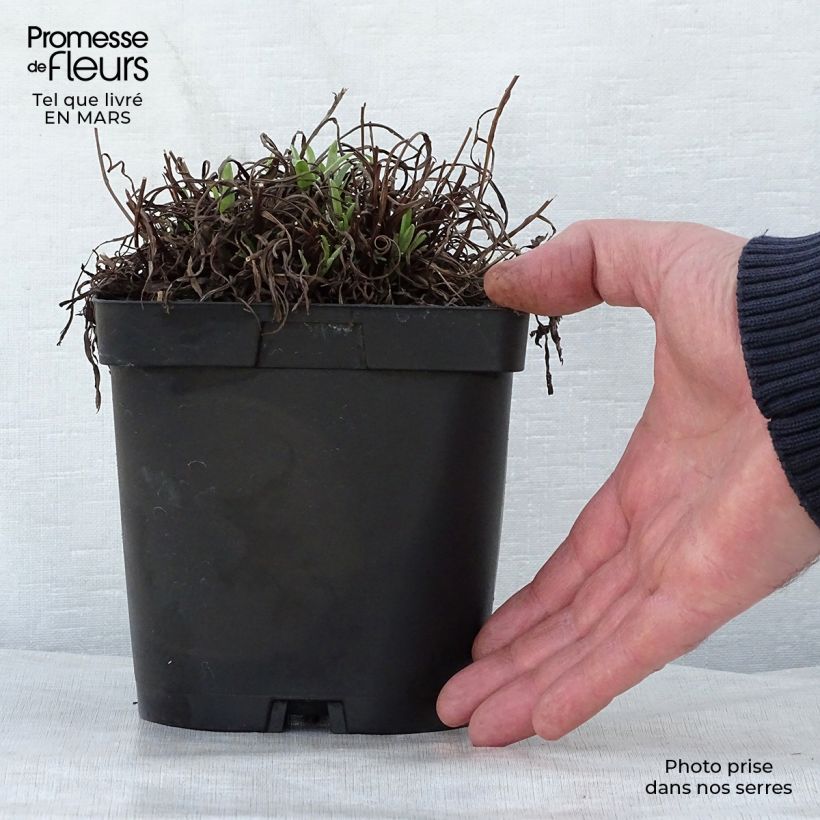 Leontopodium alpinum - Flor de las nieves Maceta 2L/3L Ejemplar entregado en la primavera