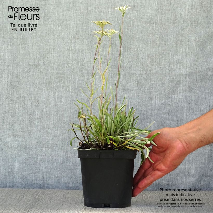 Ejemplar de Leontopodium alpinum - Flor de las nieves Maceta 2L/3L entregado en verano