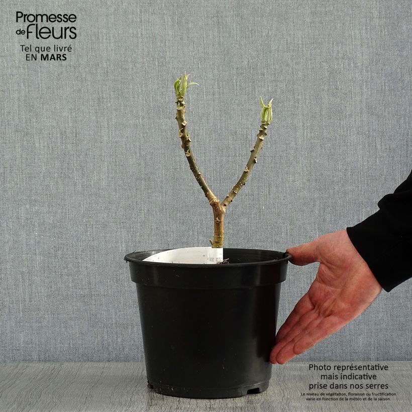 Edgeworthia chrysantha - Arbusto del papel Maceta 3L/4L Ejemplar entregado en invierno