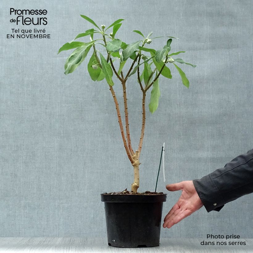 Ejemplar de Edgeworthia chrysantha Grandiflora - Arbusto del papel Maceta 4L/5L entregado en otoño