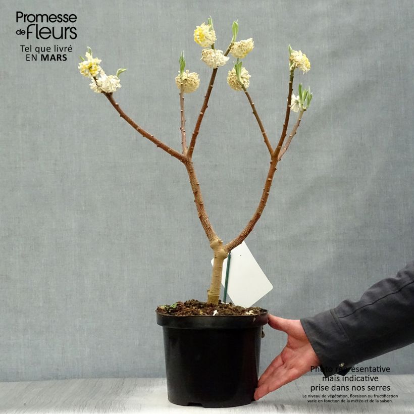 Edgeworthia chrysantha Grandiflora - Arbusto del papel Maceta 4L/5L Ejemplar entregado en la primavera