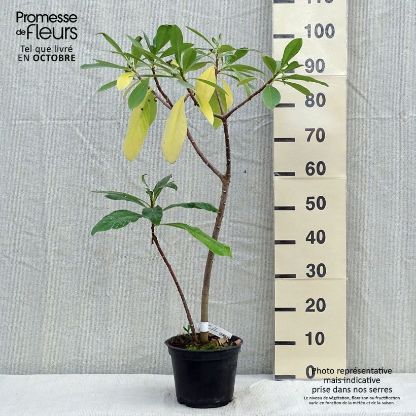 Ejemplar de Edgeworthia chrysantha Nanjing Gold - Arbusto del papel Maceta 2L/3L entregado en otoño