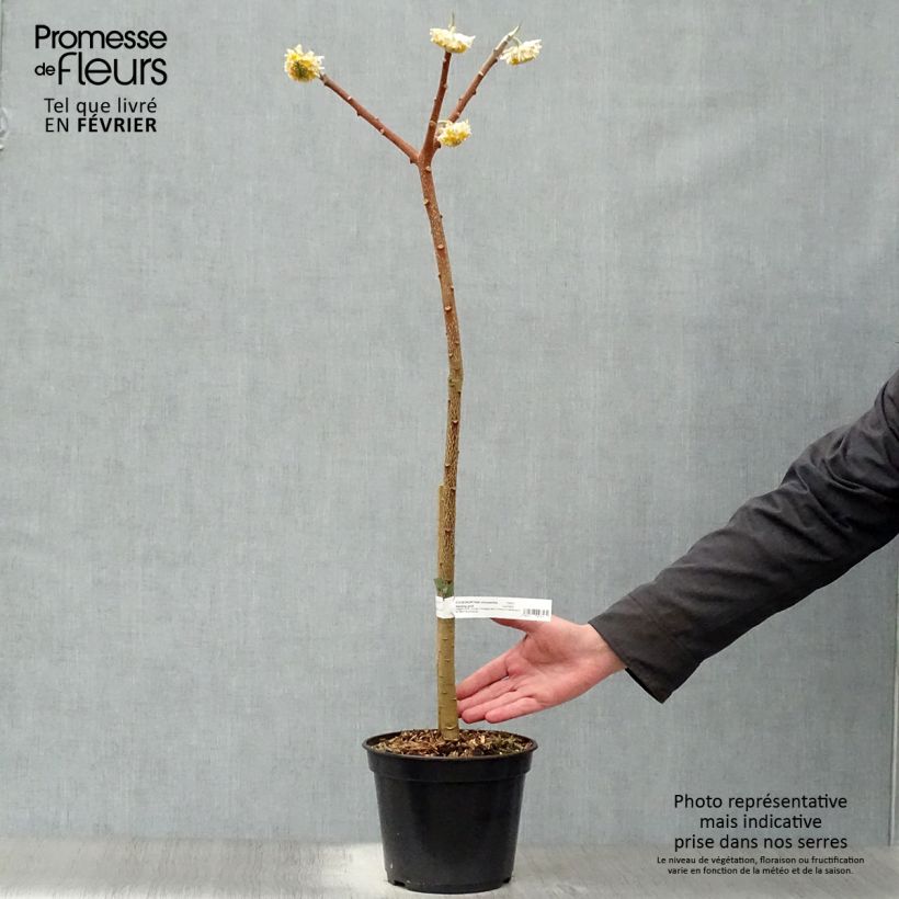 Edgeworthia chrysantha Nanjing Gold - Arbusto del papel Maceta 2L/3L Ejemplar entregado en invierno