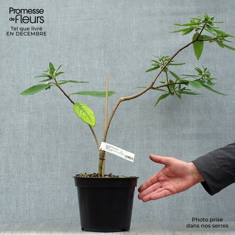 Edgeworthia chrysantha Red Dragon Akebono - Arbusto del papel Maceta 3L/4L Ejemplar entregado en invierno