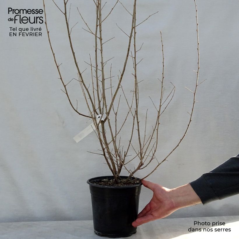 Elaeagnus commutata Zempin Maceta 4L/5L Ejemplar entregado en invierno