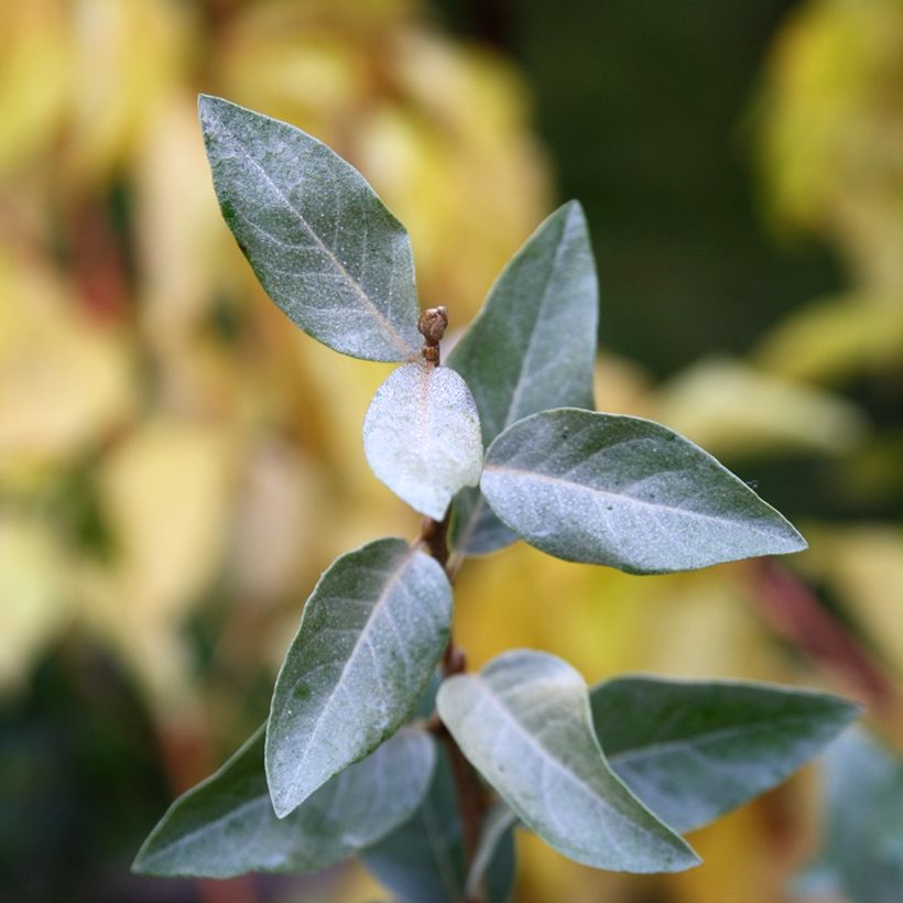 Elaeagnus commutata Zempin (Follaje)