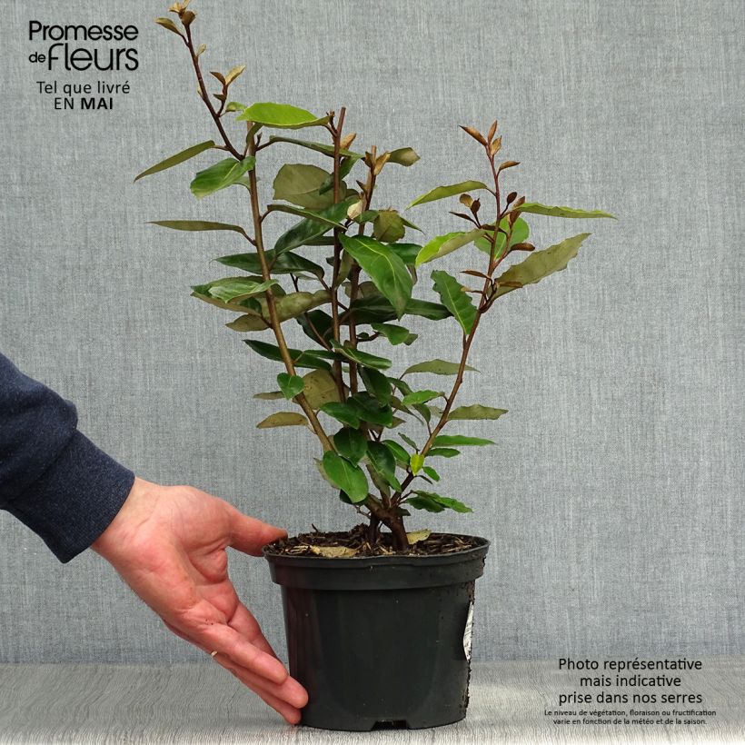 Elaeagnus ebbingei Maceta 2L/3L Ejemplar entregado en la primavera