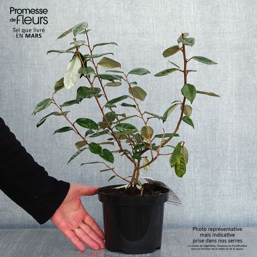 Elaeagnus ebbingei Maceta 4L/5L Ejemplar entregado en invierno