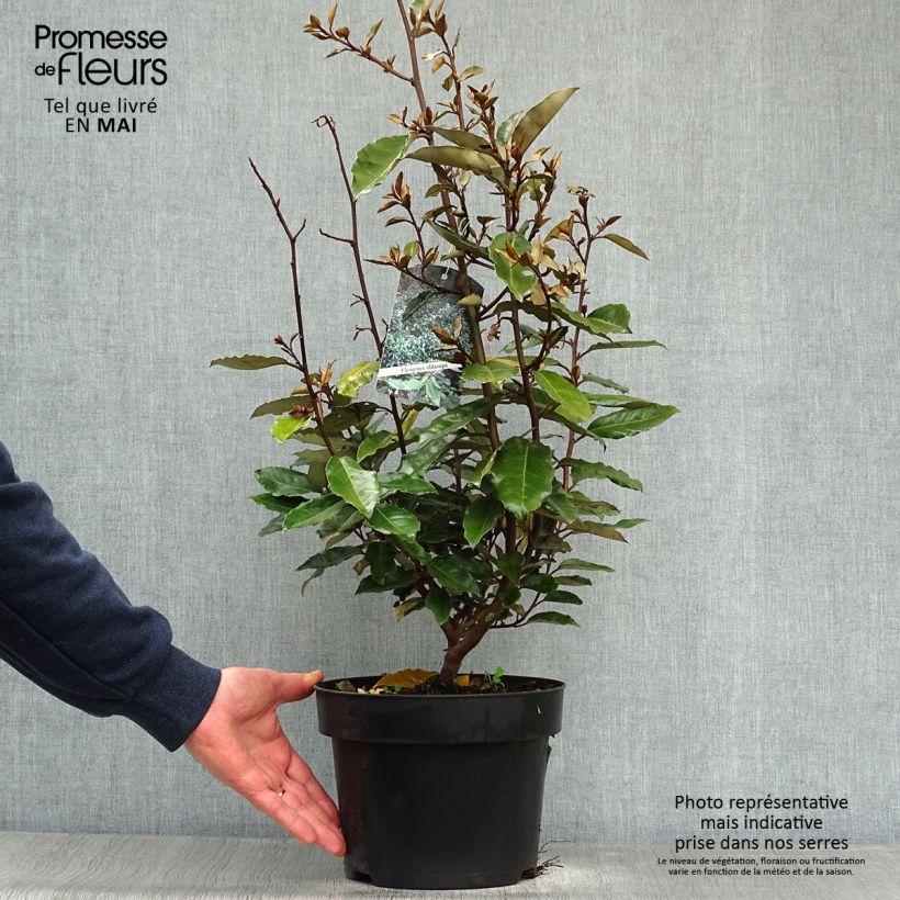 Elaeagnus ebbingei Maceta 4L/5L Ejemplar entregado en la primavera