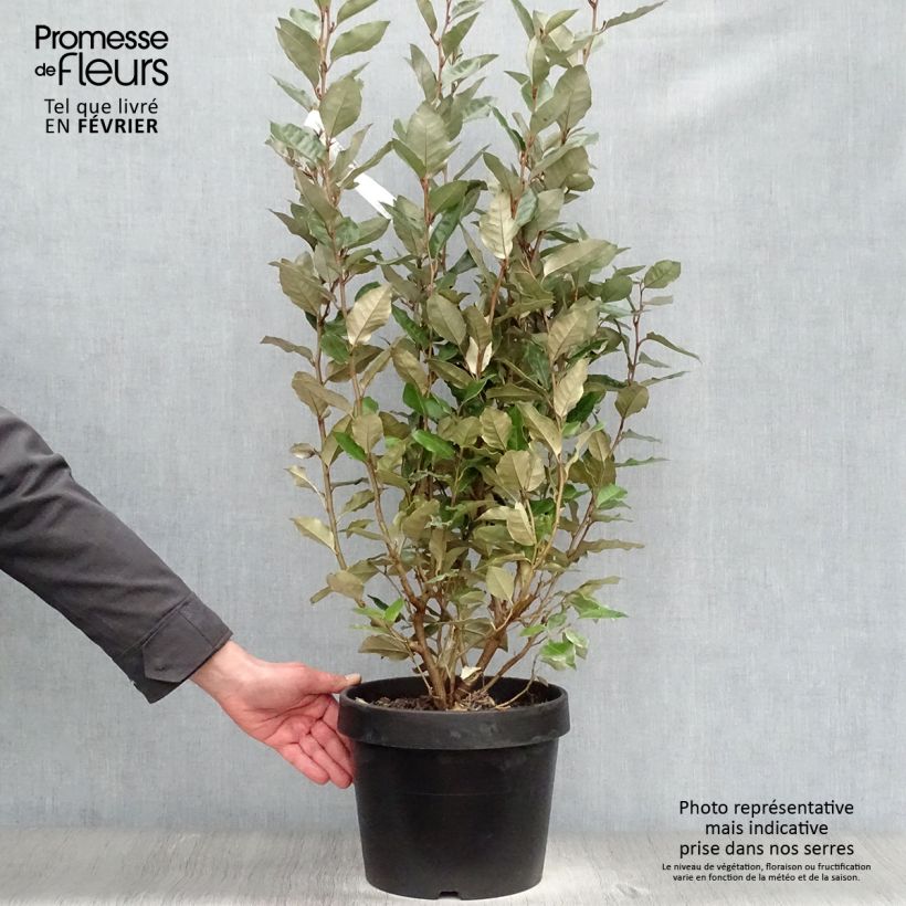 Elaeagnus ebbingei Maceta 7,5L/10L Ejemplar entregado en invierno