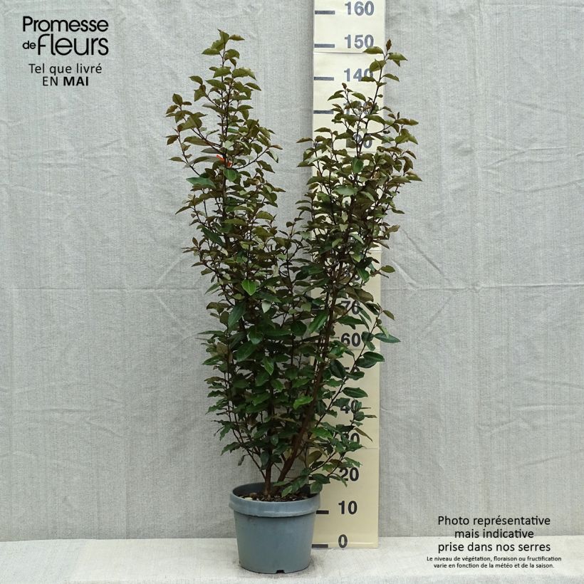 Elaeagnus ebbingei Maceta 7,5L/10L Ejemplar entregado en la primavera