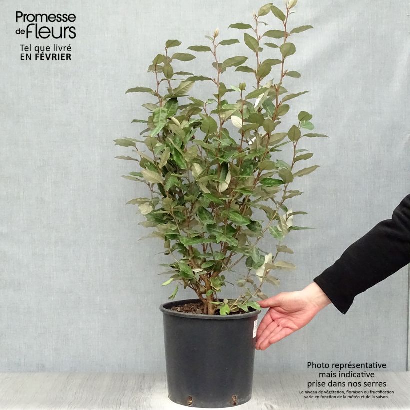 Elaeagnus ebbingei Compacta Maceta 7,5L/10L Ejemplar entregado en invierno