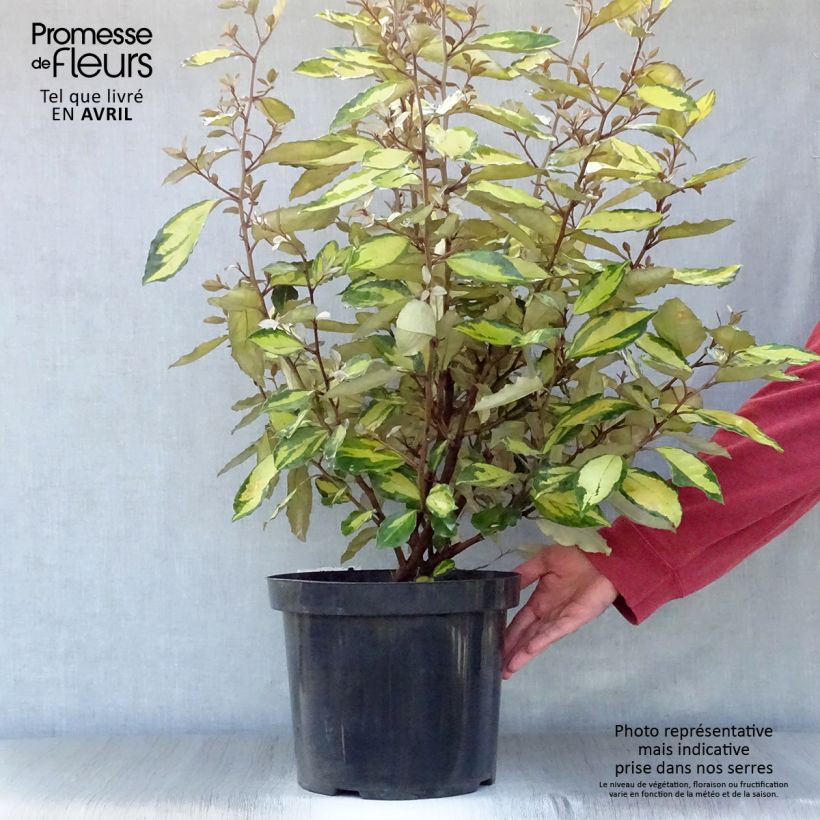 Elaeagnus ebbingei Eleador Maceta 7,5L/10L Ejemplar entregado en la primavera