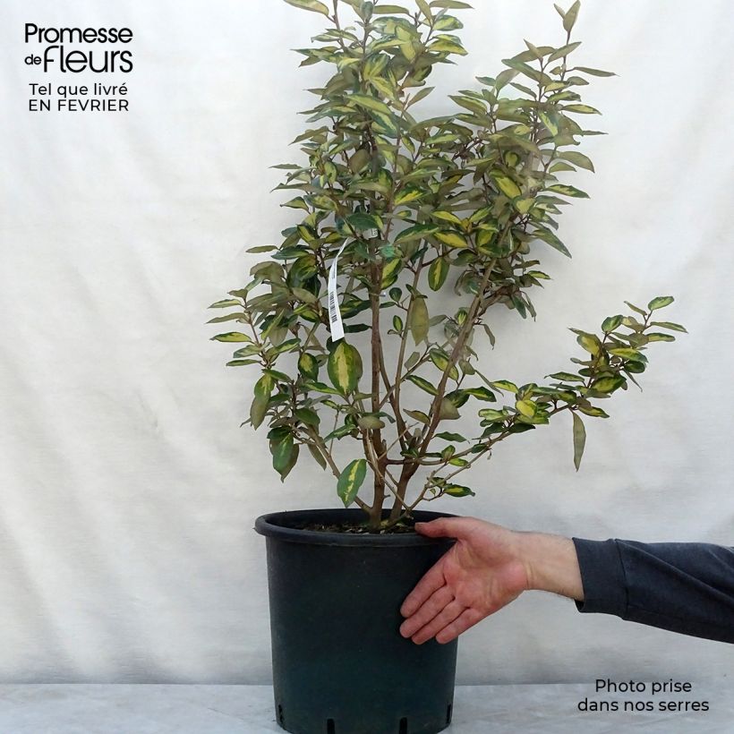 Elaeagnus ebbingei Limelight Maceta 7,5L/10L Ejemplar entregado en invierno