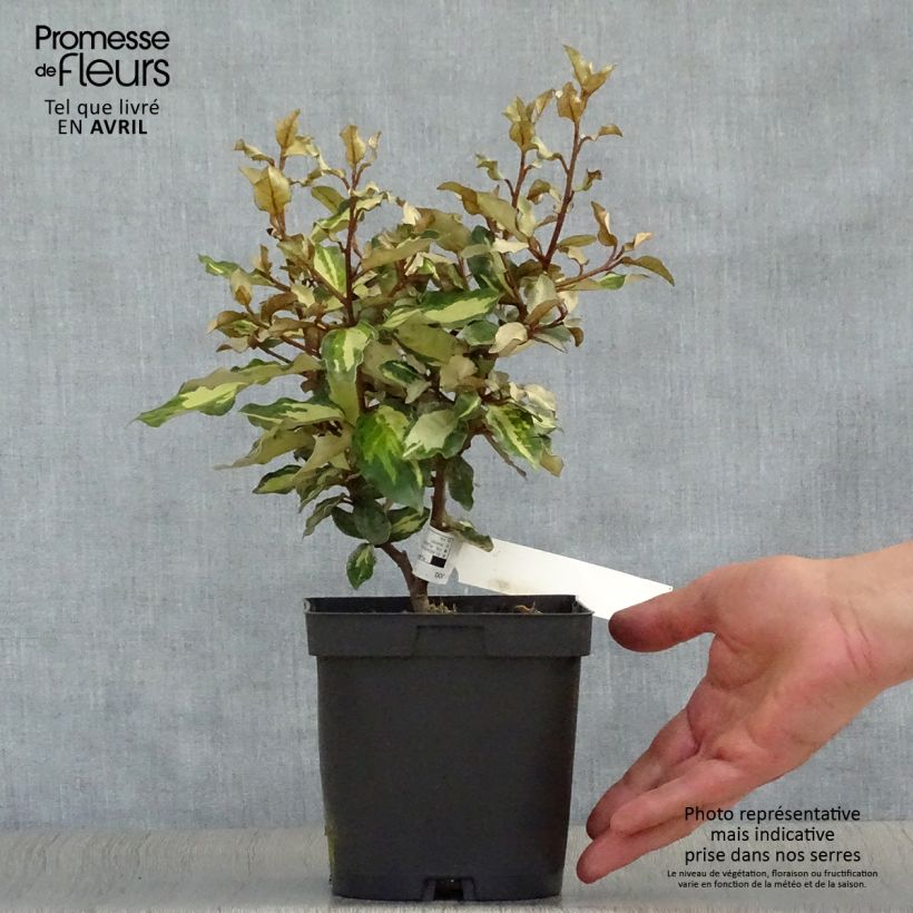 Elaeagnus ebbingei Maryline Maceta 2L/3L Ejemplar entregado en la primavera