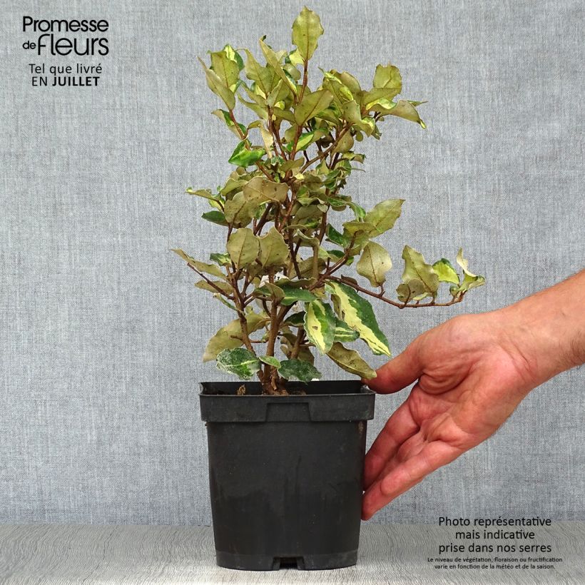 Ejemplar de Elaeagnus ebbingei Maryline Maceta 2L/3L entregado en verano