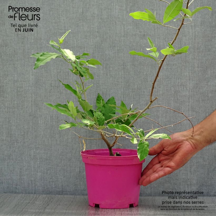 Ejemplar de Eleagno gris - Elaeagnus multiflora Maceta 2L/3L entregado en verano