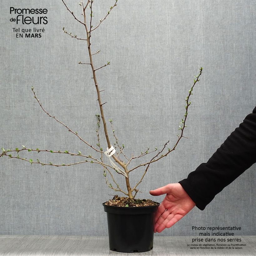 Eleagno gris - Elaeagnus multiflora Maceta 2L/3L Ejemplar entregado en la primavera