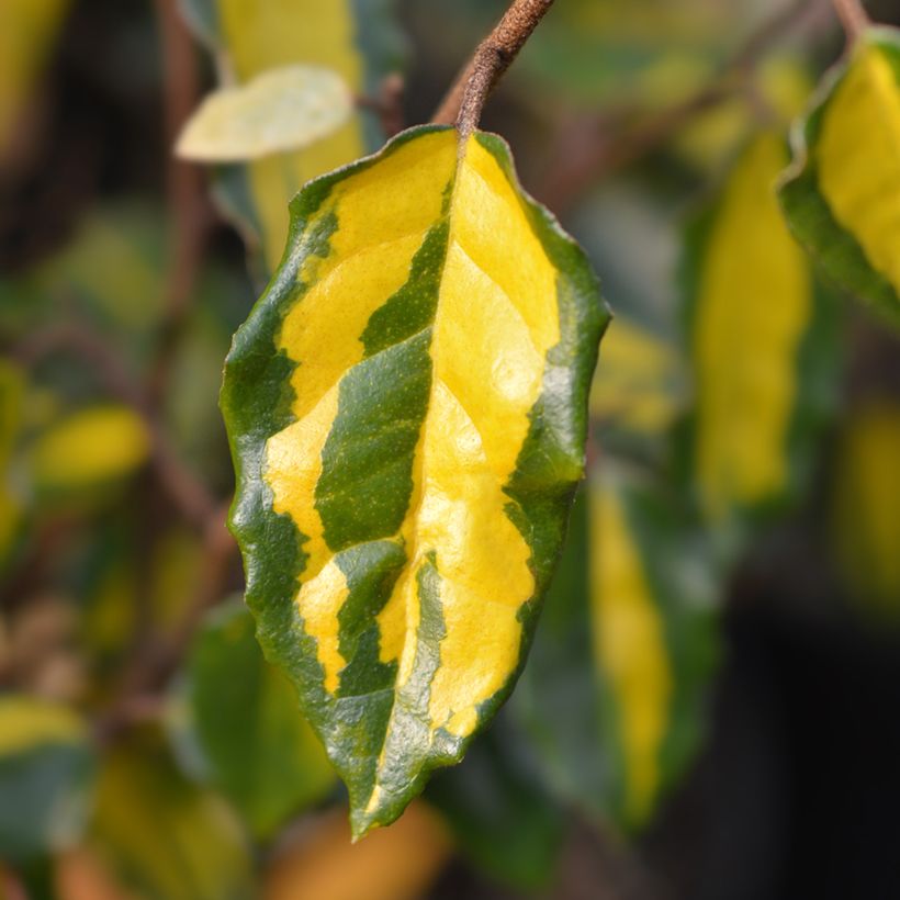 Elaeagnus pungens Maculata (Follaje)