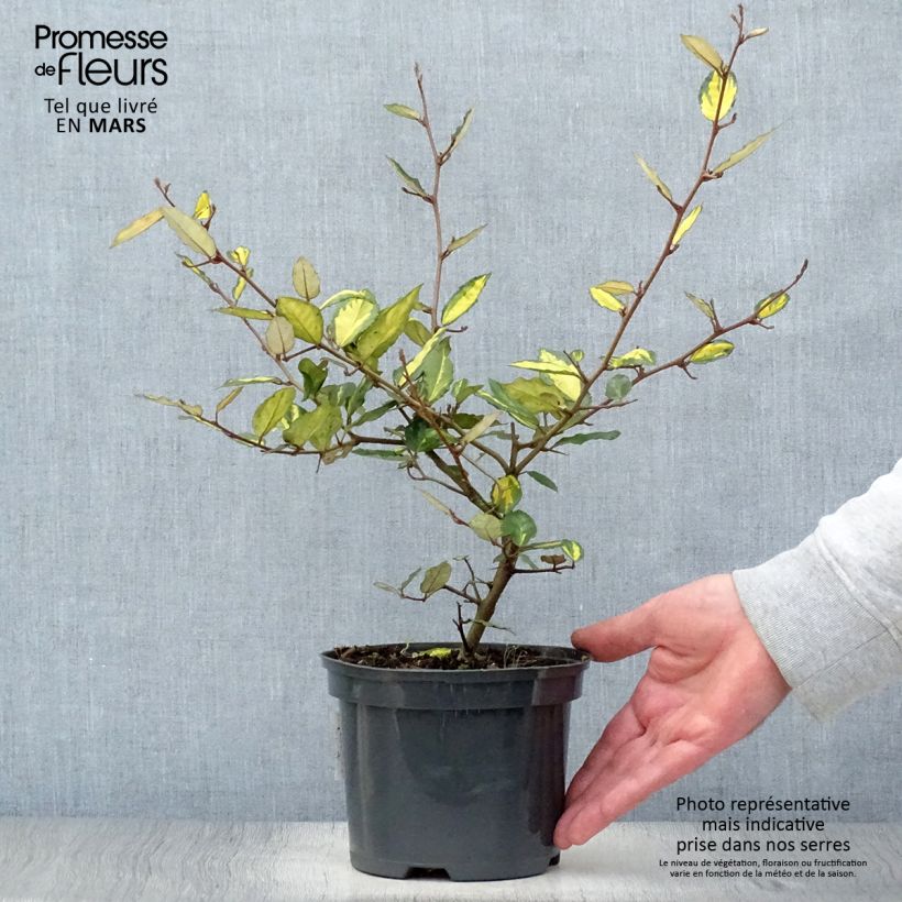 Elaeagnus pungens Maculata Maceta 2L/3L Ejemplar entregado en la primavera