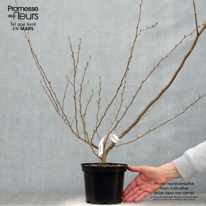 Arándano japonés Pointilla Amoroso - Elaeagnus umbellata Maceta 2L/3L Ejemplar entregado en la primavera
