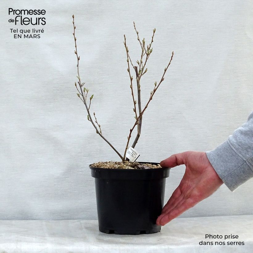 Arándano japonés - Elaeagnus umbellata Maceta 7,5L/10L Ejemplar entregado en la primavera