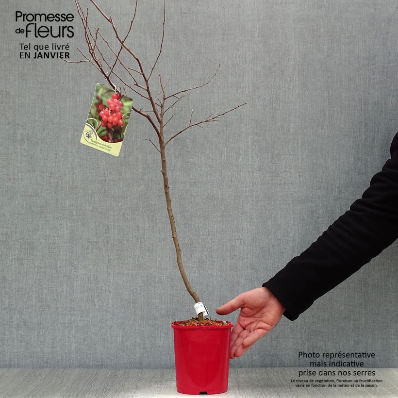 Arándano japonés Pointilla Sweet'N'Sour - Elaeagnus umbellata Maceta 2L/3L Ejemplar entregado en invierno