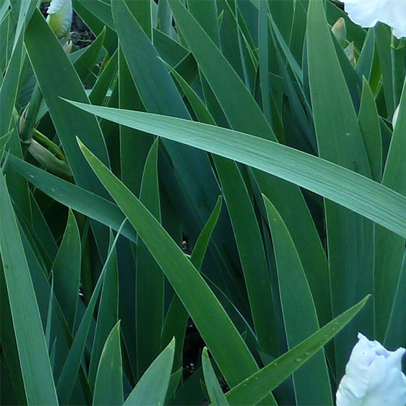 Iris germanica Immortality (Follaje)